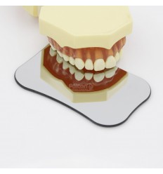 Foto-spejl, Palatinalt, Voksen