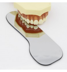 Foto-spejl, Palatinalt, Voksen