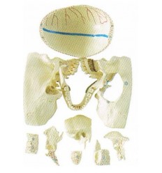 Kranium-model med 10 aftagelige dele