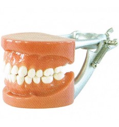 Standard studiemodel med hård gingiva