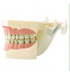 Studiemodel med blød gingiva