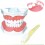 Stor tandbørstnings-demo-model