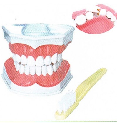 Stor tandbørstnings-demo-model