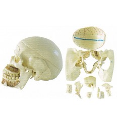 Kranium-model med 10 aftagelige dele