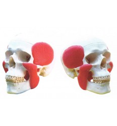 Luxus kranium-model med muskler